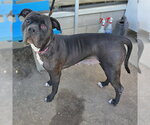 HARLEY - Female Mutt Dog for Adoption - Small photo