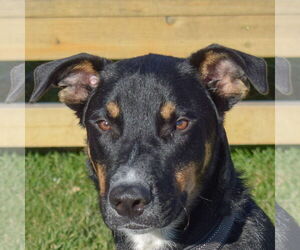 German Shepherd Dog-Unknown Mix Dogs for adoption in Huntley, IL, USA