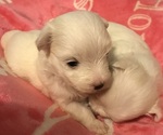 Small Photo #5 Maltese Puppy For Sale in JONESBORO, GA, USA