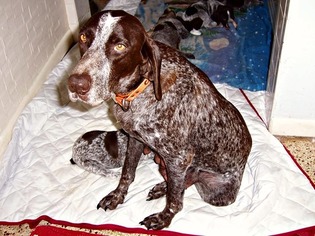 Father of the German Shorthaired Pointer puppies born on 06/10/2018