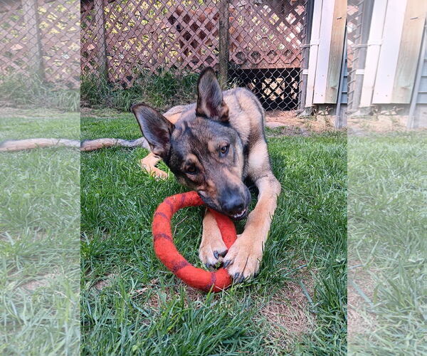 Medium Photo #2 German Shepherd Dog Puppy For Sale in Seattle, WA, USA