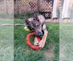 Small #1 German Shepherd Dog
