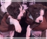 Small Photo #20 Boston Terrier-Collie Mix Puppy For Sale in COLUMBUS, OH, USA