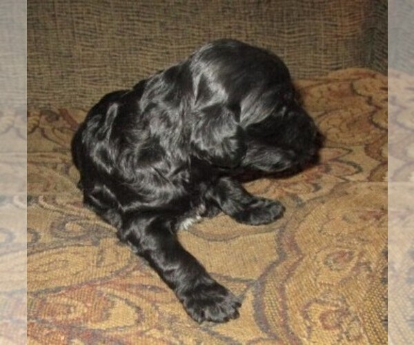 Medium Photo #9 Aussie-Poo-Aussiedoodle Mix Puppy For Sale in LINCOLN, AL, USA