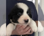 Puppy Puppy 5 Miniature American Shepherd