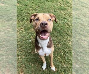 Catahoula Leopard Dog-Unknown Mix Dogs for adoption in Plano, TX, USA