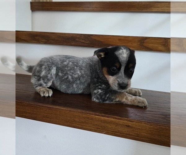 Medium Photo #11 Australian Cattle Dog Puppy For Sale in PUYALLUP, WA, USA