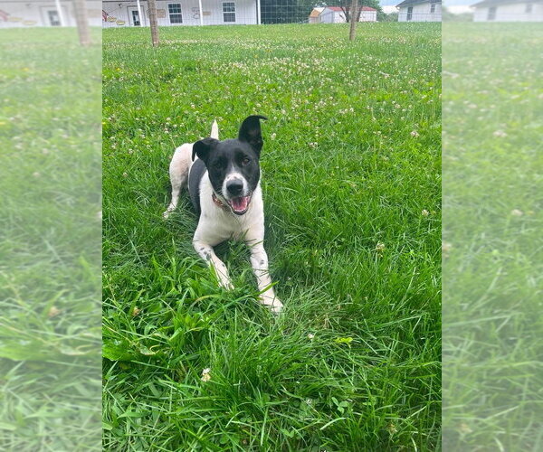 Medium Photo #1 Mutt Puppy For Sale in Osgood, IN, USA