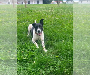 Mutt Dogs for adoption in Osgood, IN, USA