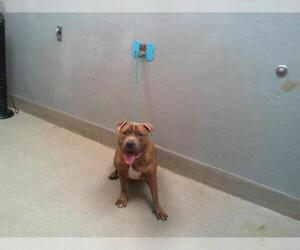 American Pit Bull Terrier-Unknown Mix Dogs for adoption in Las Vegas, NV, USA