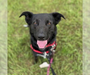 Mutt Dogs for adoption in Fargo, ND, USA