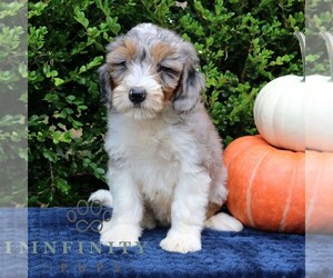 Medium Bernedoodle (Miniature)