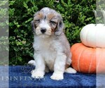 Small Bernedoodle (Miniature)