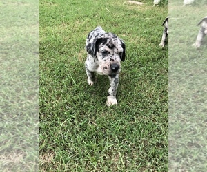 Great Dane Puppy for sale in DALLAS, TX, USA