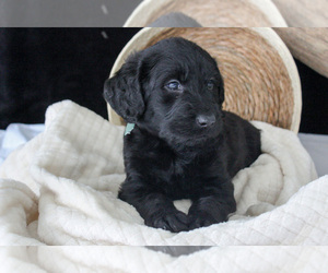 Medium Labradoodle