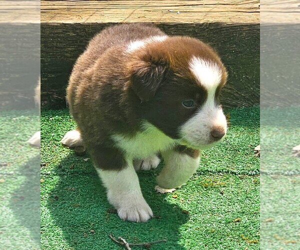 Medium Photo #6 Australian Shepherd Puppy For Sale in NELSON, VA, USA