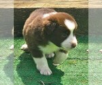Small #5 Australian Shepherd