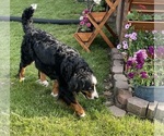 Small Photo #1 Bernese Mountain Dog Puppy For Sale in LOGAN, OH, USA