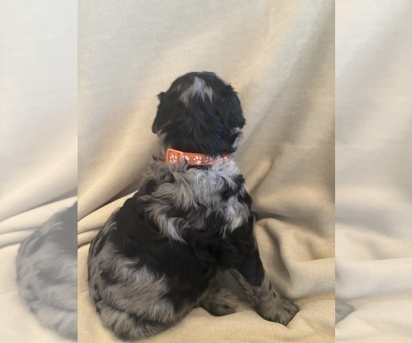 Medium Photo #4 Schnoodle (Giant) Puppy For Sale in MINNEAPOLIS, MN, USA