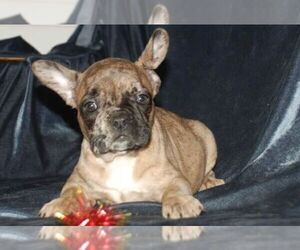 French Bulldog Puppy for sale in TAMPA, FL, USA