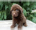 Small #1 Labradoodle