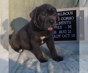 Cane Corso Puppy for sale in MINERAL WELLS, WV, USA
