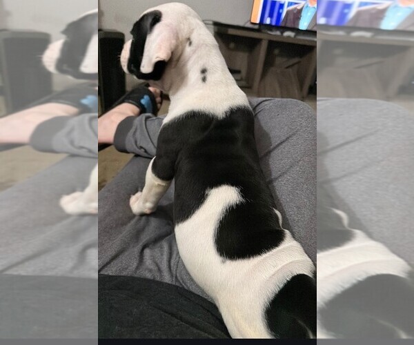 Medium Photo #3 American Bulldog Puppy For Sale in INDEPENDENCE, MO, USA