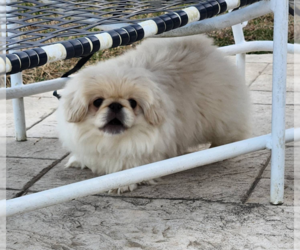 Pekingese Puppy for sale in ROGERSVILLE, MO, USA