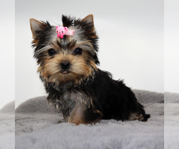 Medium Photo #1 Yorkshire Terrier Puppy For Sale in LOS ANGELES, CA, USA