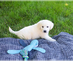 Small #1 English Cream Golden Retriever