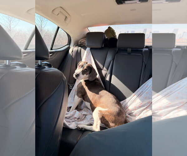 Medium Photo #4 Beagle-Unknown Mix Puppy For Sale in Westwood, NJ, USA