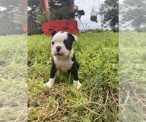 Boston Terrier Puppy for sale in FREDONIA, KS, USA