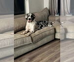 Small #2 Great Dane