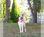 Small #10 German Shepherd Dog Mix