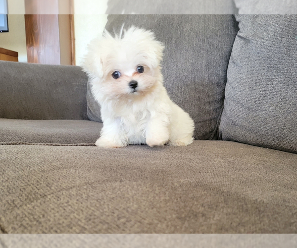 Medium Photo #1 Maltese Puppy For Sale in SANTA CLARITA, CA, USA