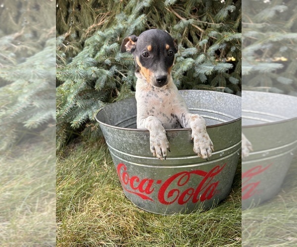 Medium Photo #5 Rat Terrier Puppy For Sale in MIDDLEBURY, IN, USA