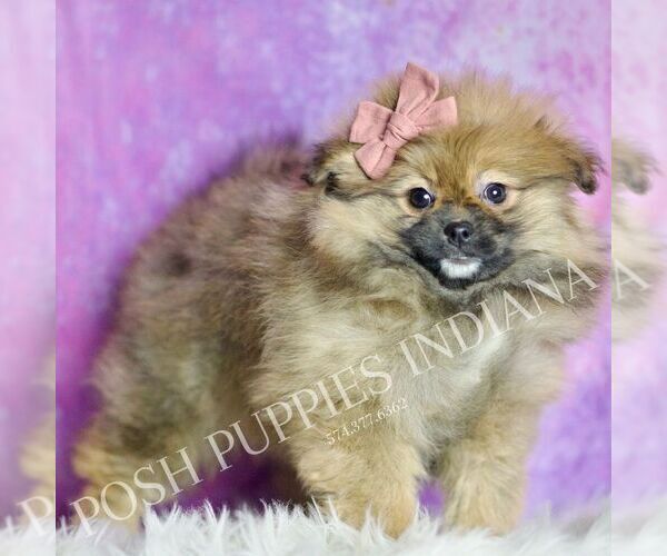 Medium Photo #66 Pomeranian Puppy For Sale in WARSAW, IN, USA