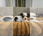 Small #1 Yorkshire Terrier