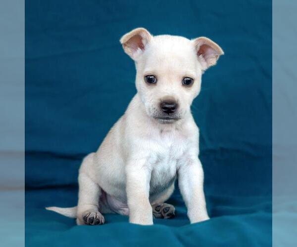 Medium Photo #2 Chug Puppy For Sale in San Diego, CA, USA