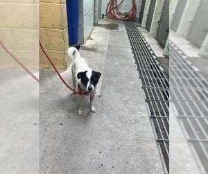 Chihuahua Dogs for adoption in Stockton, CA, USA