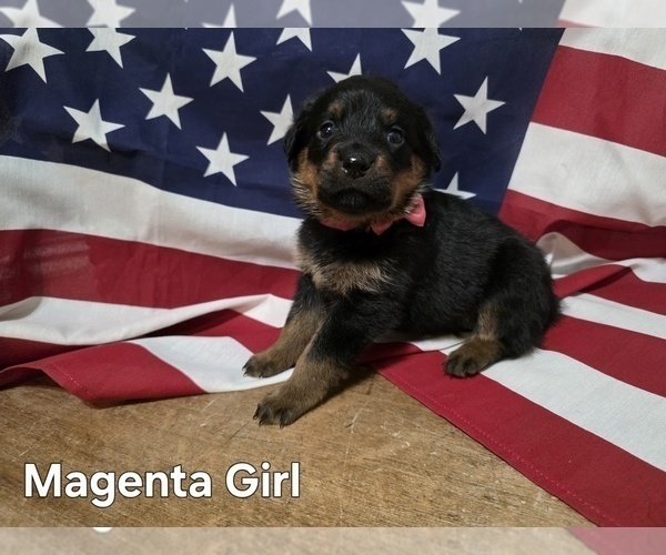 Medium Photo #6 Rottweiler Puppy For Sale in COTTLEVILLE, MO, USA