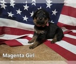 Small #5 Rottweiler