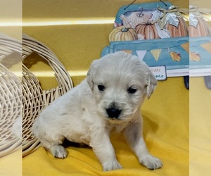 English Cream Golden Retriever Puppy for sale in DEARBORN, MO, USA