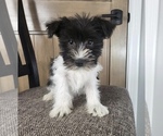 Small Photo #5 Schnauzer (Miniature) Puppy For Sale in FRANKLIN, IN, USA