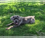 Small Photo #2 Cane Corso Puppy For Sale in KIRKWOOD, PA, USA