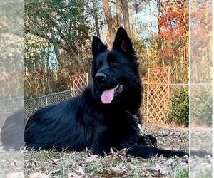 Mother of the German Shepherd Dog puppies born on 05/21/2025
