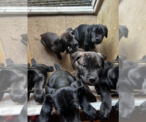 Cane Corso Puppy for sale in SHERIDAN, CO, USA