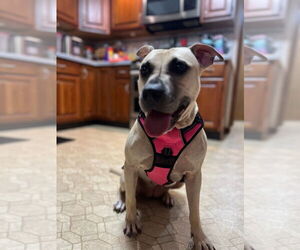 Black Mouth Cur-Labrador Retriever Mix Dogs for adoption in Brewster, NY, USA