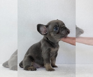 French Bulldog Puppy for sale in MODESTO, CA, USA