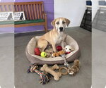 Small Photo #4 Anatolian Shepherd-Labrador Retriever Mix Puppy For Sale in Genesee, WI, USA